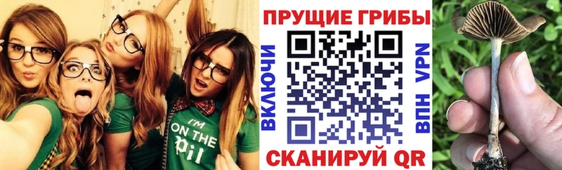 Псилоцибиновые грибы мицелий  закладка  Хотьково 
